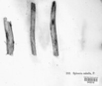 Leptospora rubella image